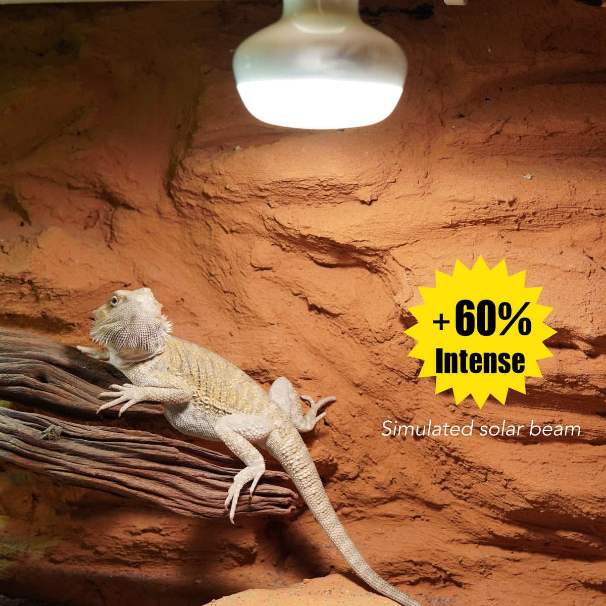 Reptile Light Fixture and Heat Lamp Bulb E5579