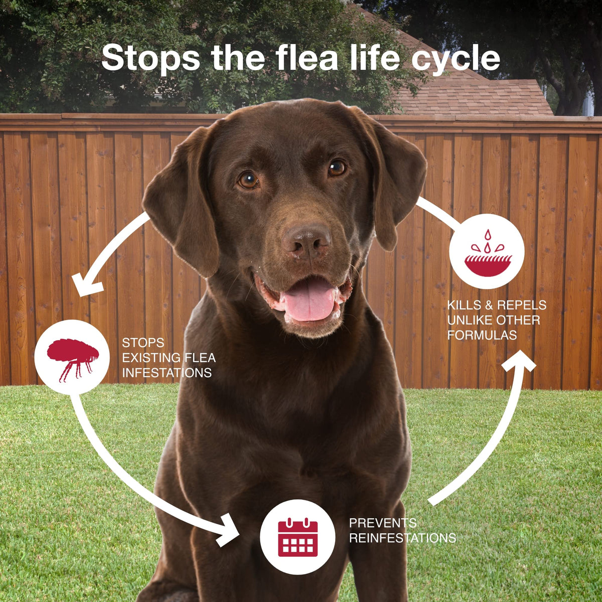 Flea, Tick & Mosquito Treatment & Prevention for Dogs Over 55 lbs C435202
